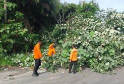 BPBD Way Kanan dan Petugas PLN Evakuasi Pohon Tumbang yang Menimpa Kabel Listrik dan Hadang Jalan