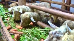 Harga Wortel Anjlok, Petani di Banjarnegara Gunakan untuk Pakan Kambing