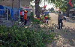 Hujan Angin Kencang, BPBD Cilegon Evakuasi Pohon Tumbang Timpa Jalan Utama