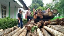 Illegal Logging di Ngawi Diduga Libatkan Oknum Pegawai Perhutani