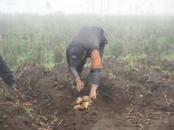 Kentang Garut Binaan UPLAND Siap Dukung Swasembada Pangan