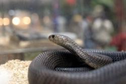 Waspada! Penyebaran Ular Kobra Terjadi Lagi di Depok, Kenali Ciri Sarangnya