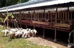 Koperasi Bolone Mase Miliki 30 Sentra Peternakan Kambing di Bantul