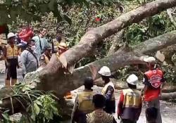 Pohon Tumbang Tutupi Badan Jalan Nasional Cipanas-Cianjur