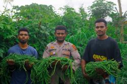 Polri Dukung Ketahanan Pangan di Papua, Brigpol Victor Merani Jadi Contoh Panen Kacang Panjang