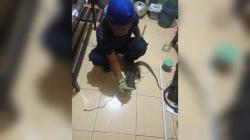 Damkar Ciamis Evakuasi 2 Ekor Biawak dari Plafon Rumah Warga