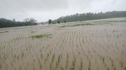 Diguyur Hujan, Puluhan Hektar Sawah di Sindangbarang Terendan Banjir