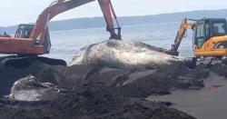 Dua Alat Berat Dikerahkan untuk Evakuasi Paus Berukuran Besar di Pantai Selatan Jember