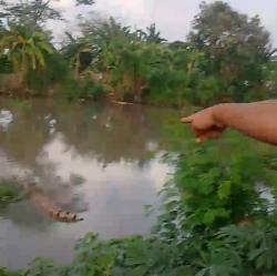 Sidoarjo Gempar! Buaya Berkeliaran Bebas di Sungai Klurak, Teror Warga Selama Tiga Minggu