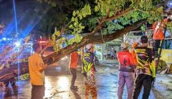 Pohon Bertumbangan di Cilegon, Warga Diminta Lebih Waspada