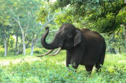 Seekor Gajah Berkeliaran di Industri Tenayan Dekat Pemukiman, BBKSDA Terjun ke Lokasi