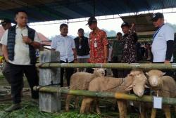 Dintankanak Dan Upland Banjarnegara Fasilitasi Lelang Anakan Domba Batur