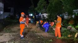 BPBD Kota Tasikmalaya Berjibaku Evakuasi Pohon Tumbang di Jalan Cieunteung Akibat Cuaca Ekstrem