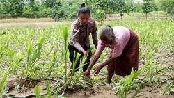 Peduli Para Petani Jagung Terdampak Banjir Personil Polsek Tastim Bantu Bersihkan Ladang Jagung