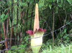 Fenomena Langka! Bunga Bangkai Raksasa Mekar di Kebun Raya Liwa