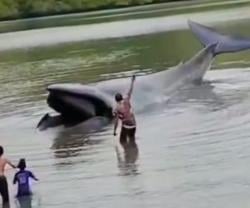 Seekor Ikan Paus Ditemukan Terdampar di Pesisir Pantai Riung NTT