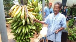 Desa Kertabumi Gelar Festival Pisang 2024, Mang Iyon Bawa Pulang Domba sebagai Juara