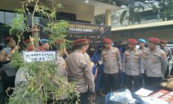 Polres Cimahi Amankan Tanaman Ganja dan Narkoba Jenis Lainnya Senilai Rp5 Miliar yang Siap Edar