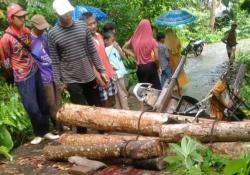 Polisi di Limau Identifikasi Kasus Warga Tertimpa Motor Bermuatan Kayu di Kelumbayan