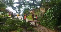 Cuaca Buruk, Pohon Tumbang Timpa Kabel PLN, Jaringan Listrik di Cihara Lebak Sempat Mati Total!