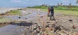 Heboh, Ribuan Ikan Terdampar dan Mati di Pesisir Pandeglang, Penyebabnya Mengejutkan!