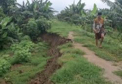 Tanggul Sungai Tuntang Longsor, Lahan Persawahan di Grobogan dan Demak Terancam