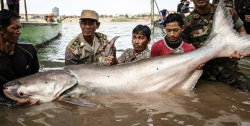 Mengejutkan, Penemuan Enam Ikan Lele Raksasa dengan Bobot 130 Kilogram per Ekor