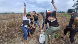 6 Bulan Buron, Pencuri Mesin Chainsaw di Lubuk Kelik Bangka Tertangkap saat Berkebun Semangka