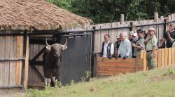 Taman Safari Indonesia Kembali Lestarikan Banteng Jawa Melalui Program Re-Introduction