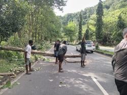 Angin Kencang dan Pohon Tumbang di Sentani Timur, Satu Pengendara Meninggal Dunia