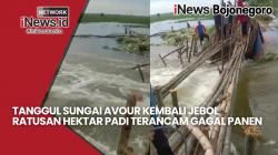 Tanggul Sungai Jebol, Ratusan Hektar Tanaman Padi Terancam Gagal Panen