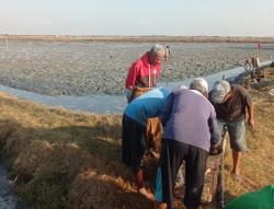 Harga Bandeng Anjlok, Petani di Ujungpangkah Tunda Masa Panen