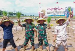 Dukung Swasembada Pangan, Panglima TNI Tanam Padi Sinar Mentari Bareng Mentan di Pemalang 