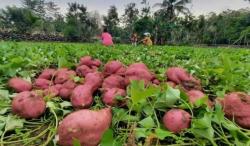 Petani Tenjolaya Tanam Ubi Jalar di Lahan 40 Hektar, Siap Hasilkan 500 Ton Ubi Dukung Ketapang