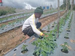 Kisah Petani di Humbang Hasundutan Sukses Tanam Bawang Merah dari Biji