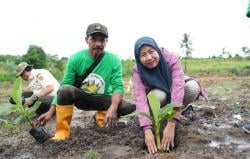 Tanam Pisang Cavendish, Dijamin Harga Tidak Akan Turun Meski Panen Melimpah