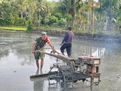 Anggota Koramil 18 Tripa Pidie Jaya Melaksanakan Pembajakan Sawah Bersama Petani di Desa Mee Peuduek