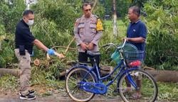 Naas! Warga Ponorogo Tewas Tertimpa Pohon, Ini Kronologinya