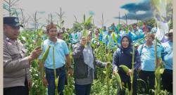 Dihadiri Kepala Dinas Pertanian, Advanta Seeds Indonesia Panen Raya Jagung Manis MADU 59