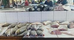 Harga Ikan di Pasar Mentok Bangka Barat Melambung Tinggi 