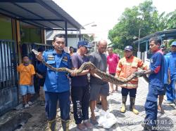 Kemunculan Ular Piton Gegerkan Warga Desa Kembangan, Kebomas