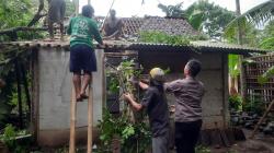 Hujan Angin, Pohon Tumbang Timpa Rumah di Kemangkon Purbalingga