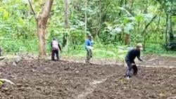 Tingkatkan Pendapatan dan Kualitas Hidup, Petani Bawean Diberdayakan Lewat Program Tanam Porang