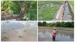 Banjir Bandang Terjang Desa Patawang, Puluhan Hektar  Lahan Pertanian Warga Rusak 