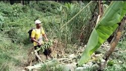 Gajah Liar Rusak Tanaman Petani di Kabupaten Bireuen Aceh