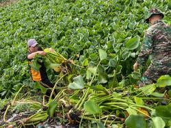 Forkopimka Sidoarjo Kota Bersihkan Sampah dan Enceng Gondok di Sungai Gebang