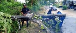 Pohon Tumbang Tutup Jalan, Damkar Kuningan Sigap Tangani Pemotongan