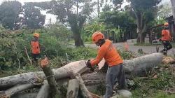 Mitigasi Pohon Tumbang, LPBI NU Kendal Tebang Pohon Randu di Gempolsewu