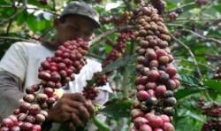 Panen Akhir Tahun, Harga Kopi Temanggung Melonjak Tajam