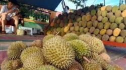 Pangkalan Bun Dibanjiri Durian Asal Kalbar, Harga Mulai Rp5.000 an